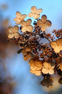 Preview wallpaper hydrangea, flower, autumn, dry