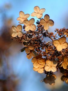 Preview wallpaper hydrangea, flower, autumn, dry