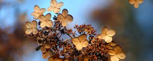 Preview wallpaper hydrangea, flower, autumn, dry