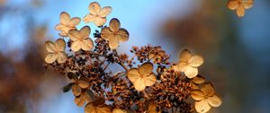 Preview wallpaper hydrangea, flower, autumn, dry