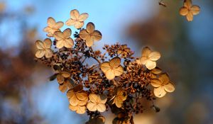 Preview wallpaper hydrangea, flower, autumn, dry