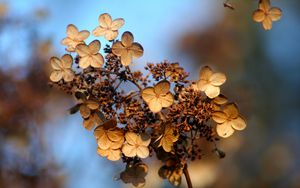 Preview wallpaper hydrangea, flower, autumn, dry