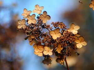 Preview wallpaper hydrangea, flower, autumn, dry