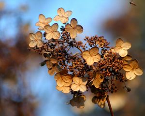 Preview wallpaper hydrangea, flower, autumn, dry