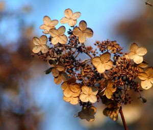 Preview wallpaper hydrangea, flower, autumn, dry