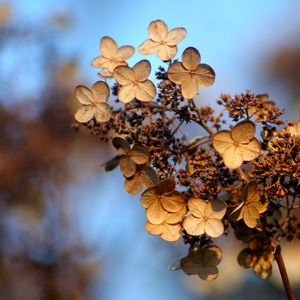 Preview wallpaper hydrangea, flower, autumn, dry