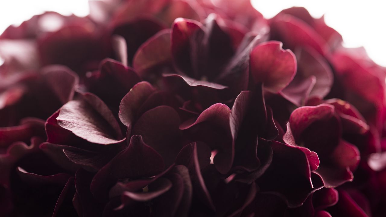 Wallpaper hydrangea, flower, close-up