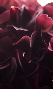 Preview wallpaper hydrangea, flower, close-up