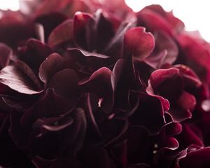 Preview wallpaper hydrangea, flower, close-up