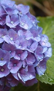 Preview wallpaper hydrangea, flower, drops, buds