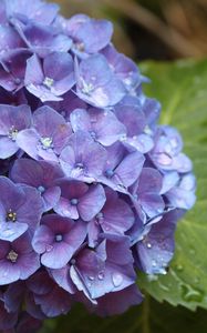 Preview wallpaper hydrangea, flower, drops, buds