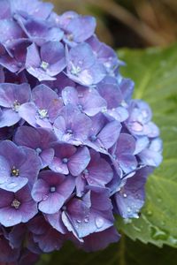 Preview wallpaper hydrangea, flower, drops, buds