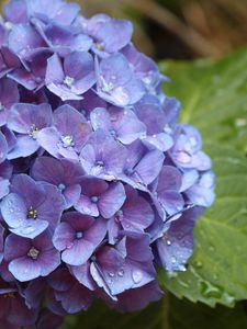 Preview wallpaper hydrangea, flower, drops, buds