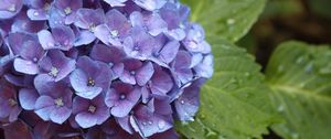 Preview wallpaper hydrangea, flower, drops, buds