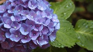 Preview wallpaper hydrangea, flower, drops, buds