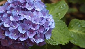 Preview wallpaper hydrangea, flower, drops, buds