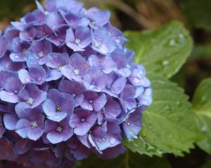 Preview wallpaper hydrangea, flower, drops, buds