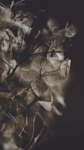 Preview wallpaper hydrangea, flower, dry, macro, petals
