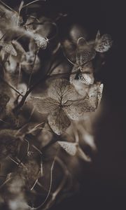 Preview wallpaper hydrangea, flower, dry, macro, petals