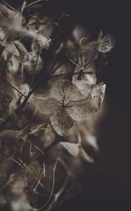 Preview wallpaper hydrangea, flower, dry, macro, petals