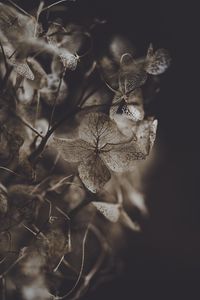 Preview wallpaper hydrangea, flower, dry, macro, petals