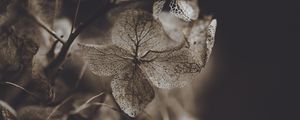 Preview wallpaper hydrangea, flower, dry, macro, petals