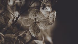 Preview wallpaper hydrangea, flower, dry, macro, petals