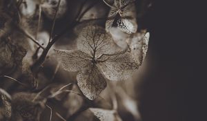 Preview wallpaper hydrangea, flower, dry, macro, petals