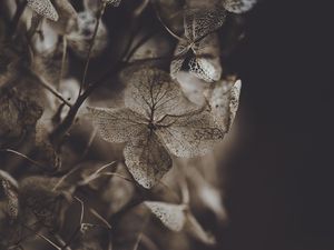 Preview wallpaper hydrangea, flower, dry, macro, petals