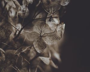Preview wallpaper hydrangea, flower, dry, macro, petals