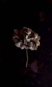 Preview wallpaper hydrangea, flower, inflorescence, macro, plant