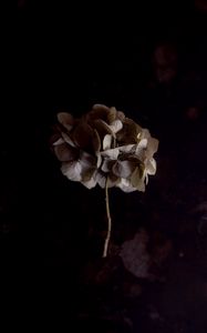 Preview wallpaper hydrangea, flower, inflorescence, macro, plant