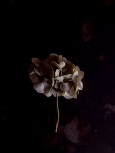 Preview wallpaper hydrangea, flower, inflorescence, macro, plant