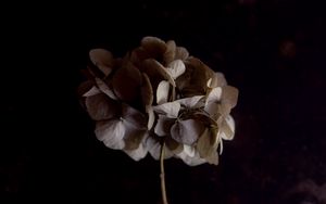 Preview wallpaper hydrangea, flower, inflorescence, macro, plant