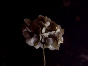 Preview wallpaper hydrangea, flower, inflorescence, macro, plant