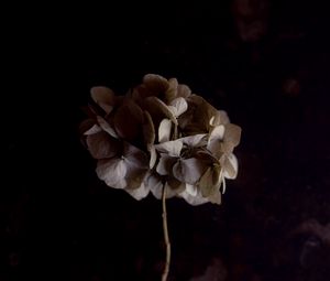 Preview wallpaper hydrangea, flower, inflorescence, macro, plant