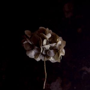 Preview wallpaper hydrangea, flower, inflorescence, macro, plant