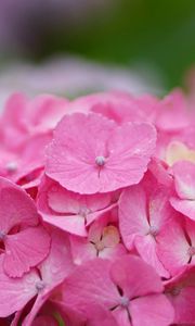 Preview wallpaper hydrangea, flower, inflorescence, pink, hat, drops, dew