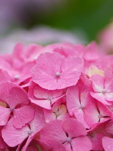 Preview wallpaper hydrangea, flower, inflorescence, pink, hat, drops, dew