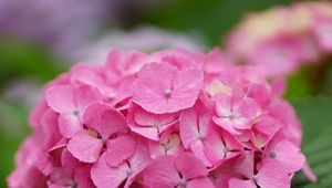 Preview wallpaper hydrangea, flower, inflorescence, pink, hat, drops, dew