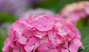 Preview wallpaper hydrangea, flower, inflorescence, pink, hat, drops, dew