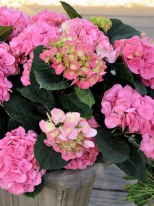 Preview wallpaper hydrangea, flower, leaves, greenery, vase