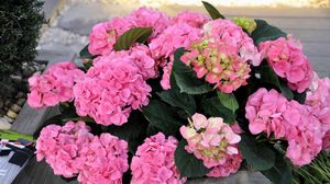 Preview wallpaper hydrangea, flower, leaves, greenery, vase