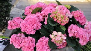 Preview wallpaper hydrangea, flower, leaves, greenery, vase