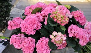 Preview wallpaper hydrangea, flower, leaves, greenery, vase