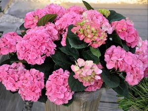 Preview wallpaper hydrangea, flower, leaves, greenery, vase