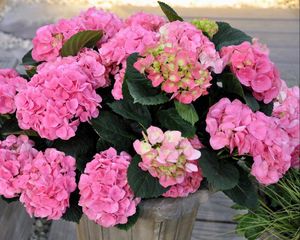 Preview wallpaper hydrangea, flower, leaves, greenery, vase