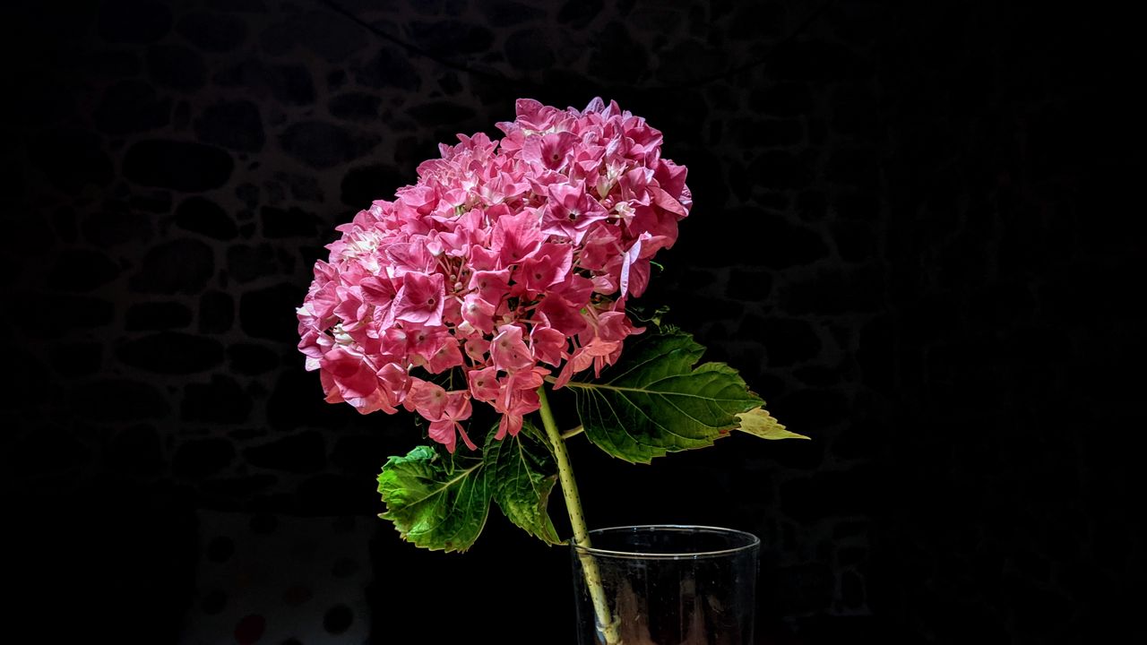 Wallpaper hydrangea, flower, petals, pink, macro