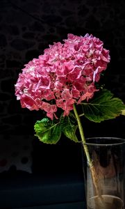 Preview wallpaper hydrangea, flower, petals, pink, macro