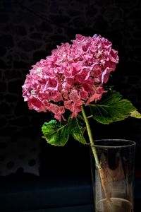 Preview wallpaper hydrangea, flower, petals, pink, macro